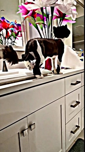 1.4K reactions · 57 shares | Beautiful Cat Cyrus  circa March 2022 #cats #persiancat | Cyrus | Facebook