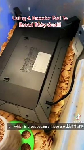 Producers Pride Brooder Pad & Coop Heater! #brooder #chicken