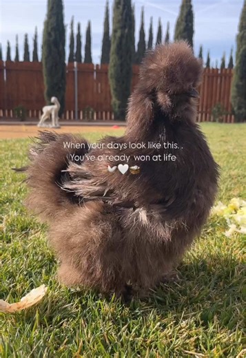 Exploring the Mexican Ranch Lifestyle in Texas