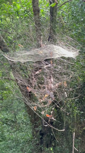 This Cambodian Spider Built an Incredible Jungle Home! 🕷️🇰🇭