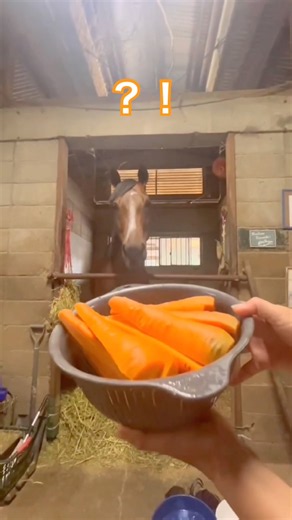 みんなの🥕チャージで人参届いた！美味しそうに食べる馬🐎Nankandamashii｜ナンカンさんの馬小屋 #horse #馬