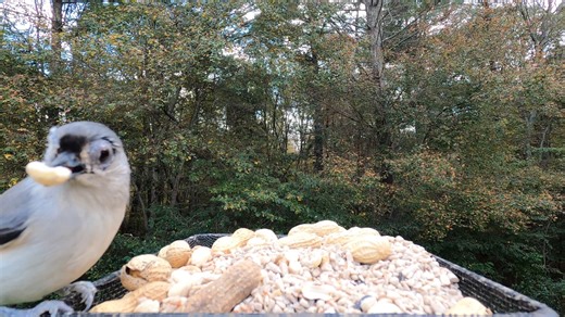 1.8K views · 239 reactions | Black-capped Chickadee, Tufted Titmice, Eastern Bluebird | Critter Cam | Facebook