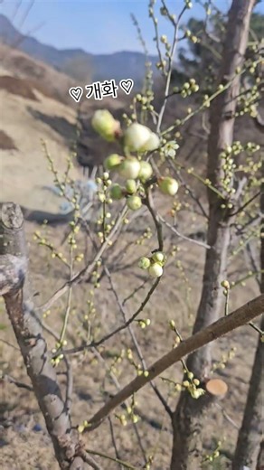 매화꽃이 피었어요... 벌들도 열일허네~~~@.@ #매화꽃 #개화 #쉼터 #봄