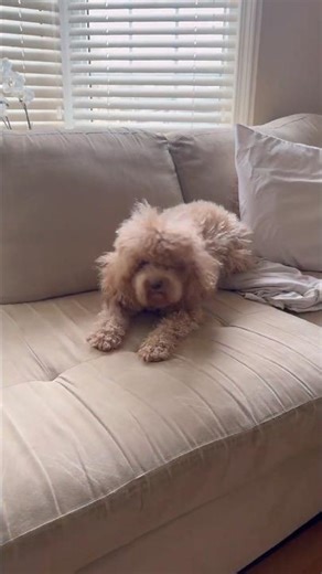 Cockapoo zoomies #shorts