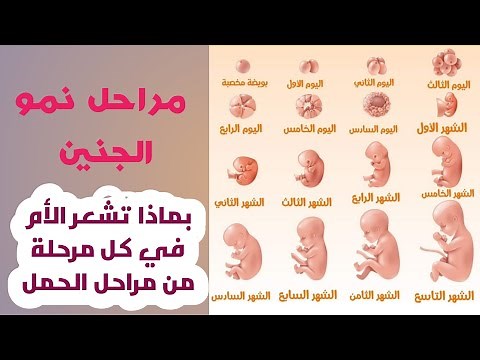 مراحل الحمل بالتفصيل | تكون الجنين من الأسبوع الأول إلى مرحلة الولادة وكيف تشعر الأم بكل ذالك