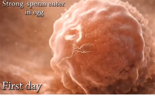 Feetal Hospital on Instagram: "First day of conception, the journey from sperm to baby. . For Antenatal care, Delivery, Paediatric, Gynecology and all other Medical services that are detailed, informative, flexible, supportive, affordable, committed, compassionate and personalised; Please call us."