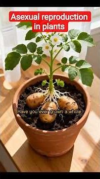 Asexual Reproduction in Plants | IGCSE Biology 0610/0970 | GCSE Biology Shorts #biology #igcse #gcse