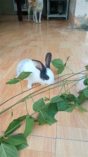 chú thỏ con dễ thương ăn rau