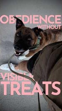 How to teach a dog to listen (EVEN WHEN THEY CAN'T SEE FOOD IN YOUR HANDS) #dogtraining