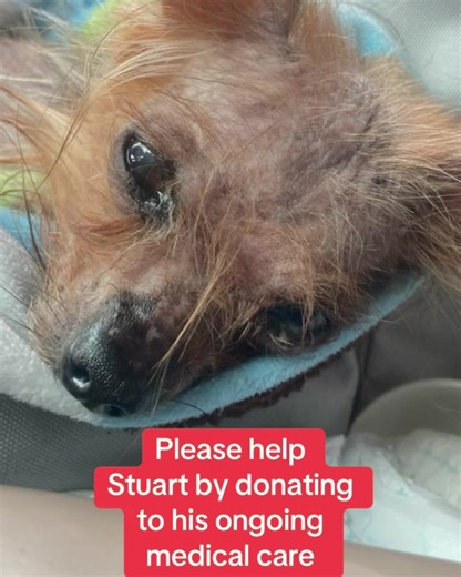 Another one saved! Meet Stuart. He was brought into the shelter as a stray in terrible condition. He’s now in the loving care of our Tiny Paws family. Donations for Stuart’s care would be greatly appreciated. Ways to Donate: PayPal: PayPal.me/TinyPawsRescuePANJ Venmo: @Tiny-Paws-Rescue Cash App $TinyPawsRescue Credit Cards-Website: www.TPRescue.org **Stuart is not yet available for adoption. Please do NOT apply as your application will not be processed. ** #rescuedog #adopt #shelterdog#rescue #f