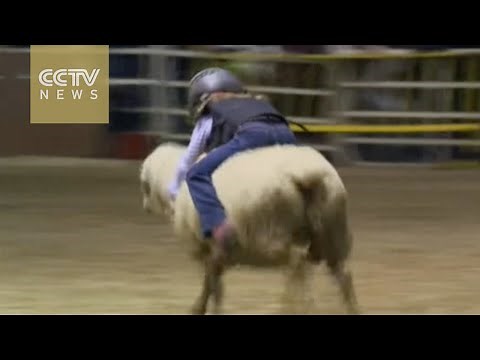 Cute: Mutton busting lets kids become rodeo stars by riding sheep