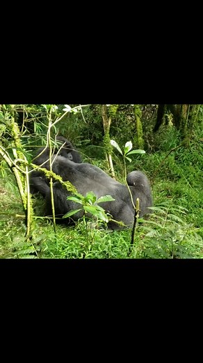 Playful Silverback Gorilla Interacts with Young Blackback in Troop