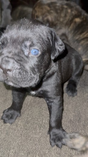 16K views · 225 reactions | This stage is the best stage | Alpha Z Hoggz | Facebook