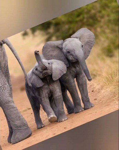 Elephant Sound short