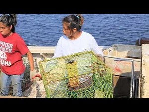 Alabama Blue Crabs: From the Gulf to You