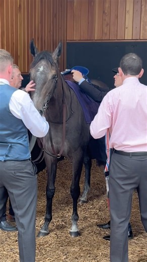 Always The Best Attention To Detail 👌 Aidan O’Brien Puts His Finishing Touches To Bedtime Story 🏇🤍 | Leopardstown Racecourse