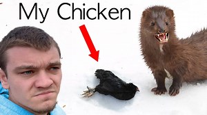 228K views · 2.3K reactions | This Strange Animal is Killing All My Chickens  "I hate divorce," says the Lord God of Israel, ..."So guard yourself in your spirit, and do not break faith." —Malachi 2:16 | Kendall Gray Outdoors | Facebook