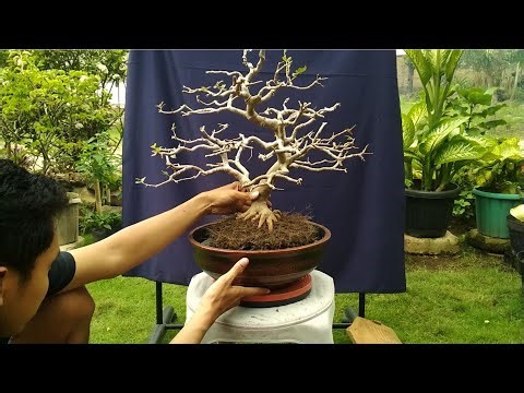 BONSAI KUPA LANDAK/ ANGGUR BRAZIL/ JABOTICABA SUPER MASUK POT BARU