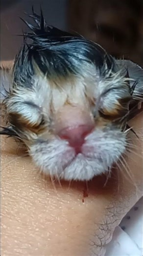 Kitten #3 Is Born 🐾💗 Bengal Baby’s First Moments after Birth