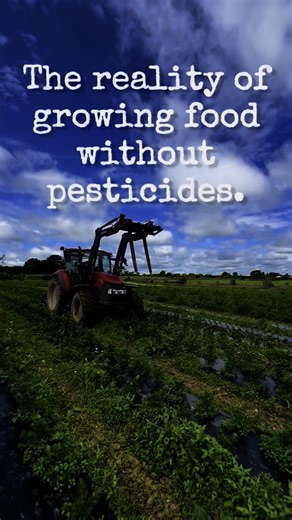 The reality of growing food without pesticides… Is amazing! It is worth it when you take a walk around and you absorb the diversity we have here in abundance, and not just biodiversity we have diversity of people and plants, and animals and insects and even in you our customers that we have the privilege of being able to connect with directly we have diversity. Often marketers ask us who our customer is, and it is so difficult to define because people from all walks of life choose to support us.
