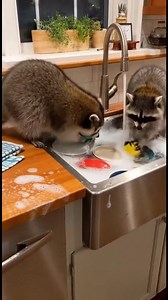 8.5M views · 125K reactions | Raton Laveurs à l'Assaut de la...