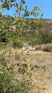 1.3K reactions · 46 shares | #AD The hives are buzzing, the heat is...