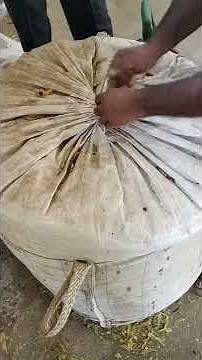 The Best Cattle Silage Feed Bag in Dairy Farm. बेग में बनाया हुआ साइलेज।