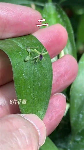 The Enchanted Solitary Bloom: A Rare Phenomenon Captured on Camera