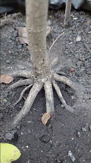 Premna Microphylla Bonsai Training Roots