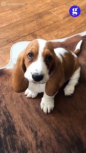 659K views · 40K reactions | Looks like I need a Basset hound puppy in my life now 凉 | Good Dog | Facebook