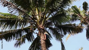Man climbing on coconut tree 4K slow motion video or footage in coconut farm, farmer plucking pulling coconuts. Man working on Agriculture field cultivation, harvest time rural village Kerala India.