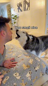 120K views · 10K reactions | Meeka The Husky on Reels | Facebook