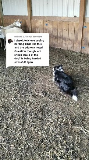 Why Are Sheep Scared of Dogs? Understanding Herding Dynamics