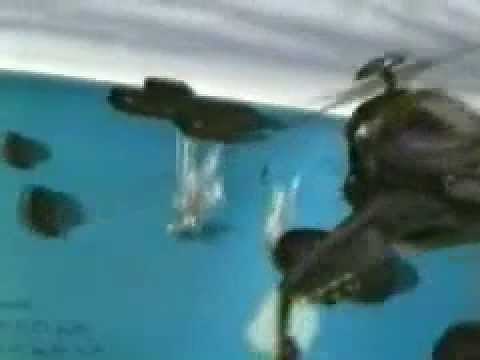 Perfect Dark GBC - Commercial US