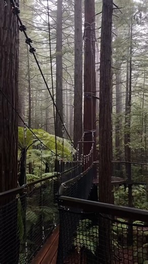 8K views · 126 reactions | Unleash your inner tarzan with @Redwoods Treewalk Rotorua - breathtaking by day, magical by night  Swing or stroll through the trees and experience the beauty of the Redwood forest canopy.  https://bit.ly/GO_Rotorua #GOexploreNZ #redwoodstreewalk #NZadventure #NZtravel #Aotearoa #MustDo #NorthIsland #NZGuide | GO Explore New Zealand | Facebook