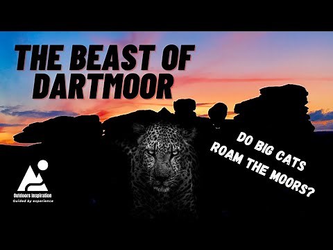 The Beast of Dartmoor | Big Cats In Britain ? | A Story From Bellever Forest Dartmoor