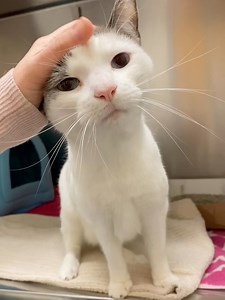 Want to help a pair of nervous kitties feel safe again? Benny and Roo are looking for a foster home together! This sweet brother and sister were adopted out as kittens back in 2020, but unfortunately had to come back to us when someone in the home developed allergies. They're very scared about being back at the shelter, but still incredibly loving and affectionate. If you'd like to welcome a pair of adorable furry roommates home for the holidays, Benny (grey) and Roo (white and grey) would be so