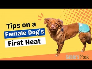 Female Dog in Heat - Tips to Survive the First Heat Cycle - Toller Edition