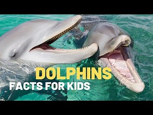 Dolphin Facts For Kids | Dolphin videos for kids | Did You Know that Dolphins Are a Type of Mammal?