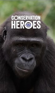 💚 CONSERVATION HEROES 💚 In the next instalment of our series, we're highlighting our incredible Animal Behaviour and Welfare team who work to ensure the animals we work with in the UK and around the world are happy, healthy and thriving 🙌 | Bristol Zoo Project