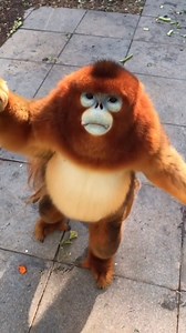 Dap me up 🦧 | Tristan Maloney