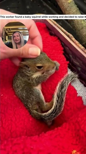 Tiny squirrel found on the job—what happens next #babysquirrel #rescue #heartwarming