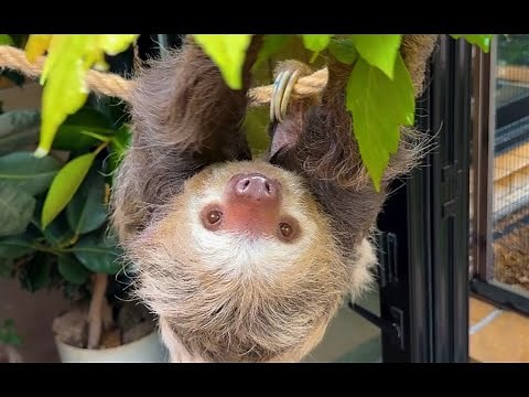 It's Training Time with Bean, Hoffmann's Two-Toed Sloth
