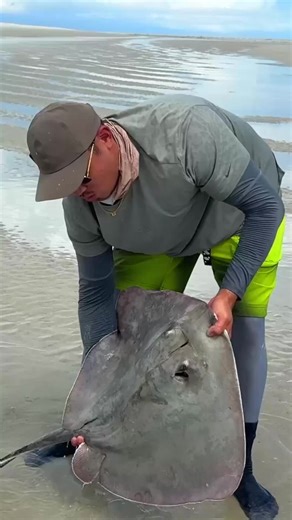 Caught a HUGE Stingray! (heavy fight and careful handling!) ⚡🎣 Hooked into something massive, and it turned out to be a stingray! The fight was intense and exhausting; I had to get my dad as a reinforcement to bring it onto shore, and we bothhad to stay super cautious to avoid getting stung. After a tough fight, we finally landed it—I’ll be cooking this up in multiple different ways in the next part of this series What would you guys do if this happened to you? Share it with us in the comments.