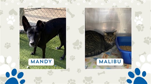 Perfect Pet: Meet Mandy and Malibu