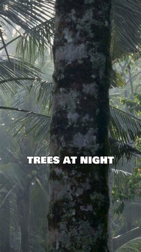 The Coconut Crab Climbs Trees and Cracks Open Coconuts