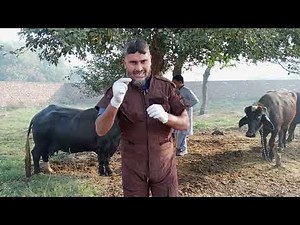 Artificial Insemination in Buffalo and Cows | Step-by-Step Guide for Farmers