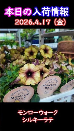 【2026.4.17】ペチュニア モンローウォーク【入荷情報切り抜き】 #ガーデニング #園芸 #花のある暮らし