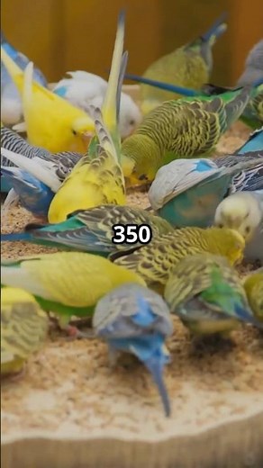 World Parrot Day! May 31 #parrots #nationalday #facts #fypviral #birdlovers #bestpets