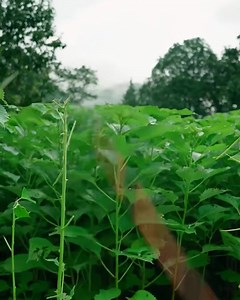 It's all about weaving today! Part 1 | Awesome World